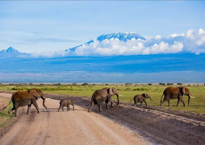Kenya Swahili Heritage, Mombasa and Amboseli Safari - Full-Day Amboseli National Park - Photo of the day