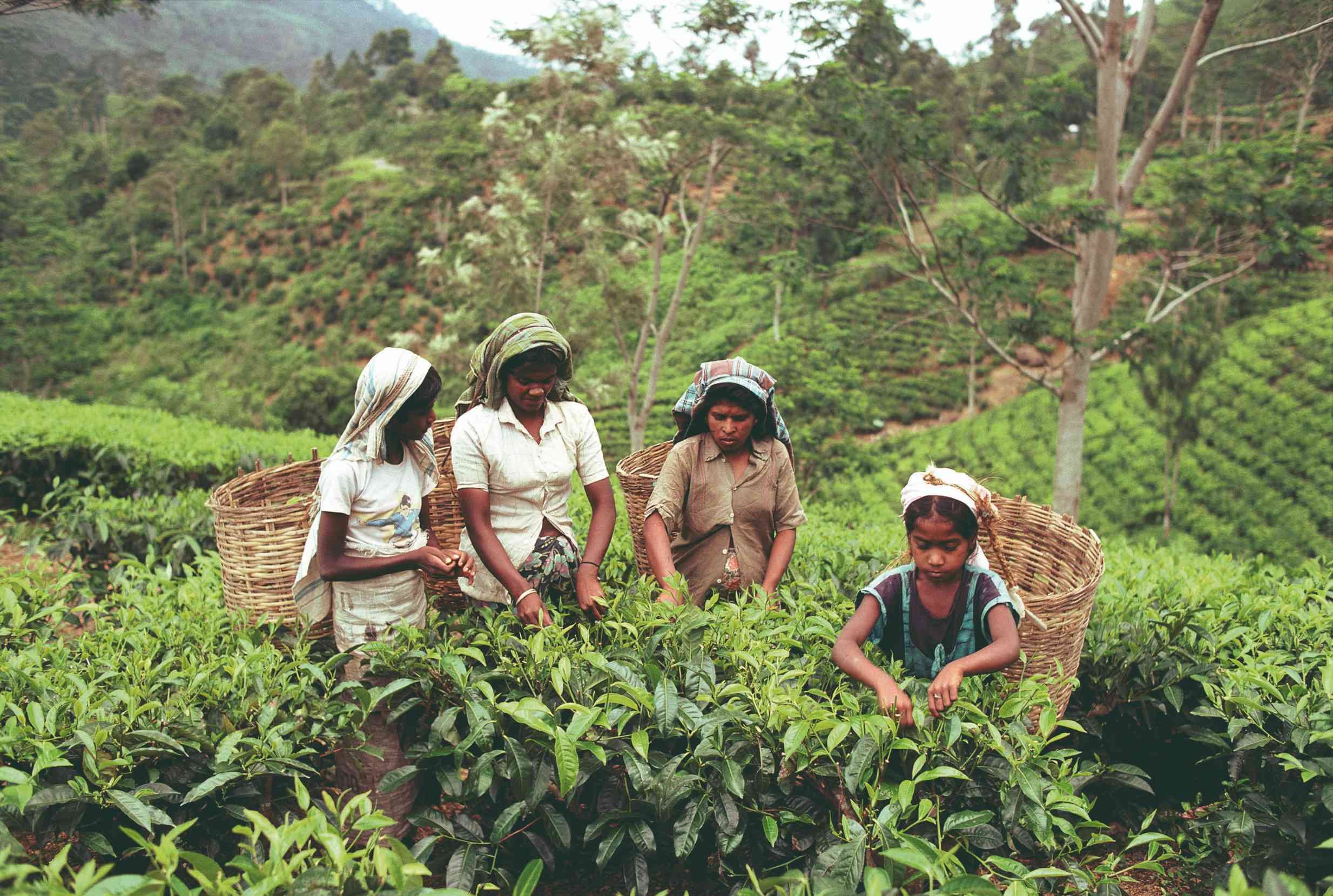 17 días descubriendo el auténtico Sri Lanka - Bandarawella - Bandarawella
