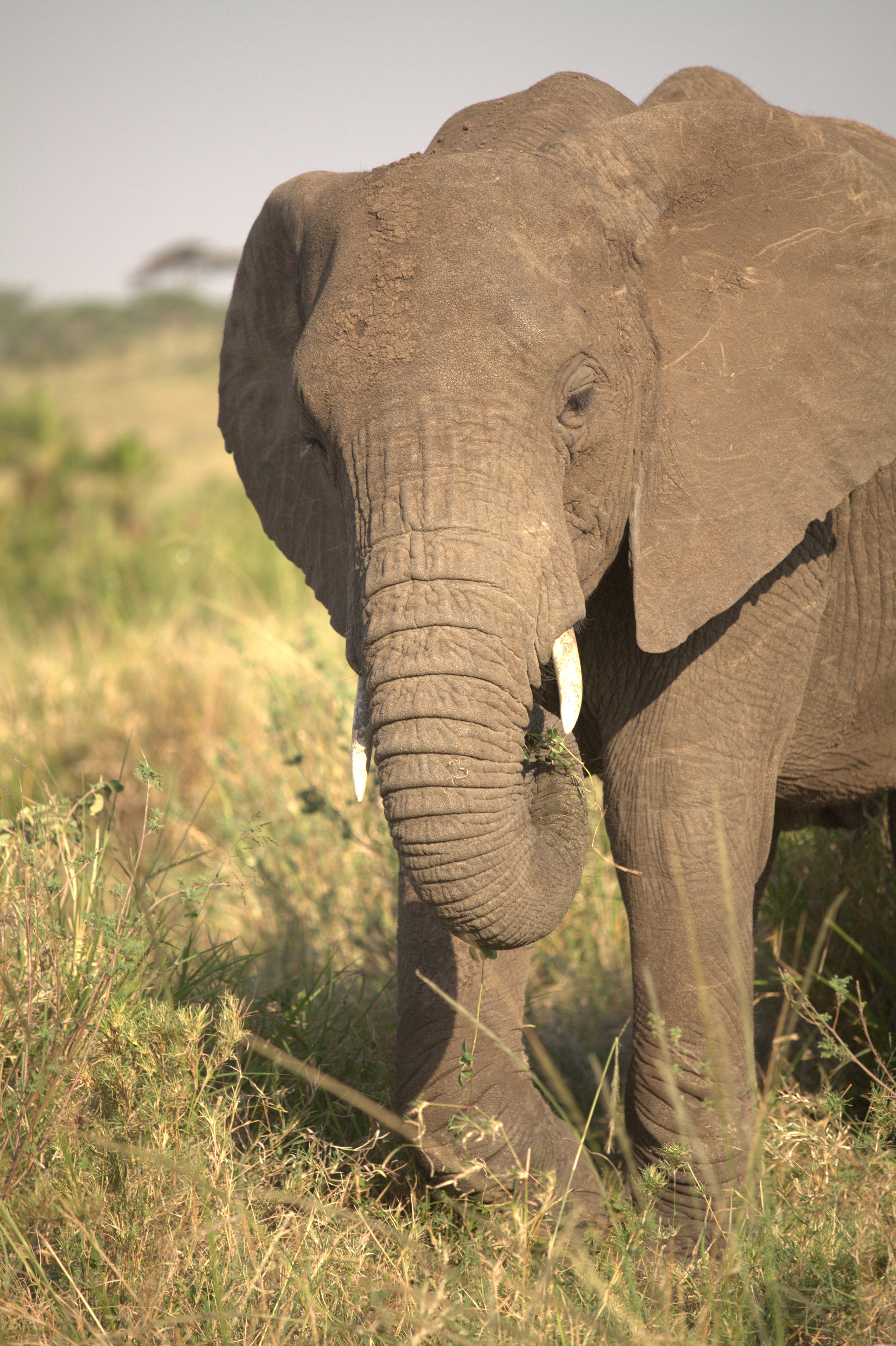 8 Jours Safari Grande Migration du Serengeti & Traversée de la Rivière Mara - Parc national du Serengeti nord - Photo du jour