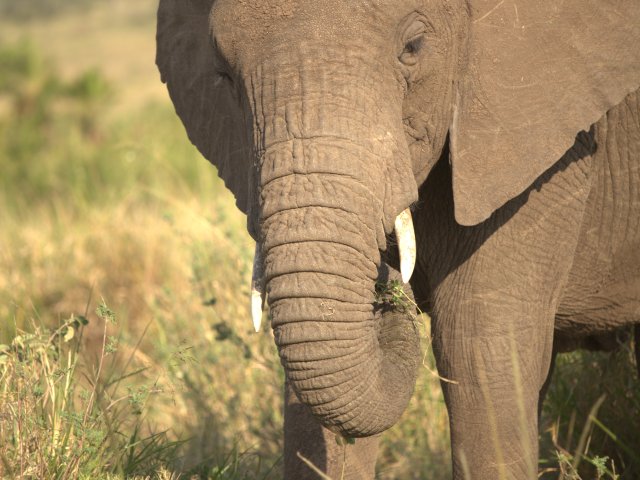 8 Jours Safari Grande Migration du Serengeti & Traversée de la Rivière Mara