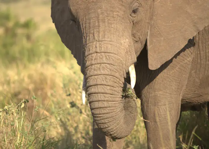 8 Jours Safari Grande Migration du Serengeti & Traversée de la Rivière Mara - Parc national du Serengeti nord - Photo du jour