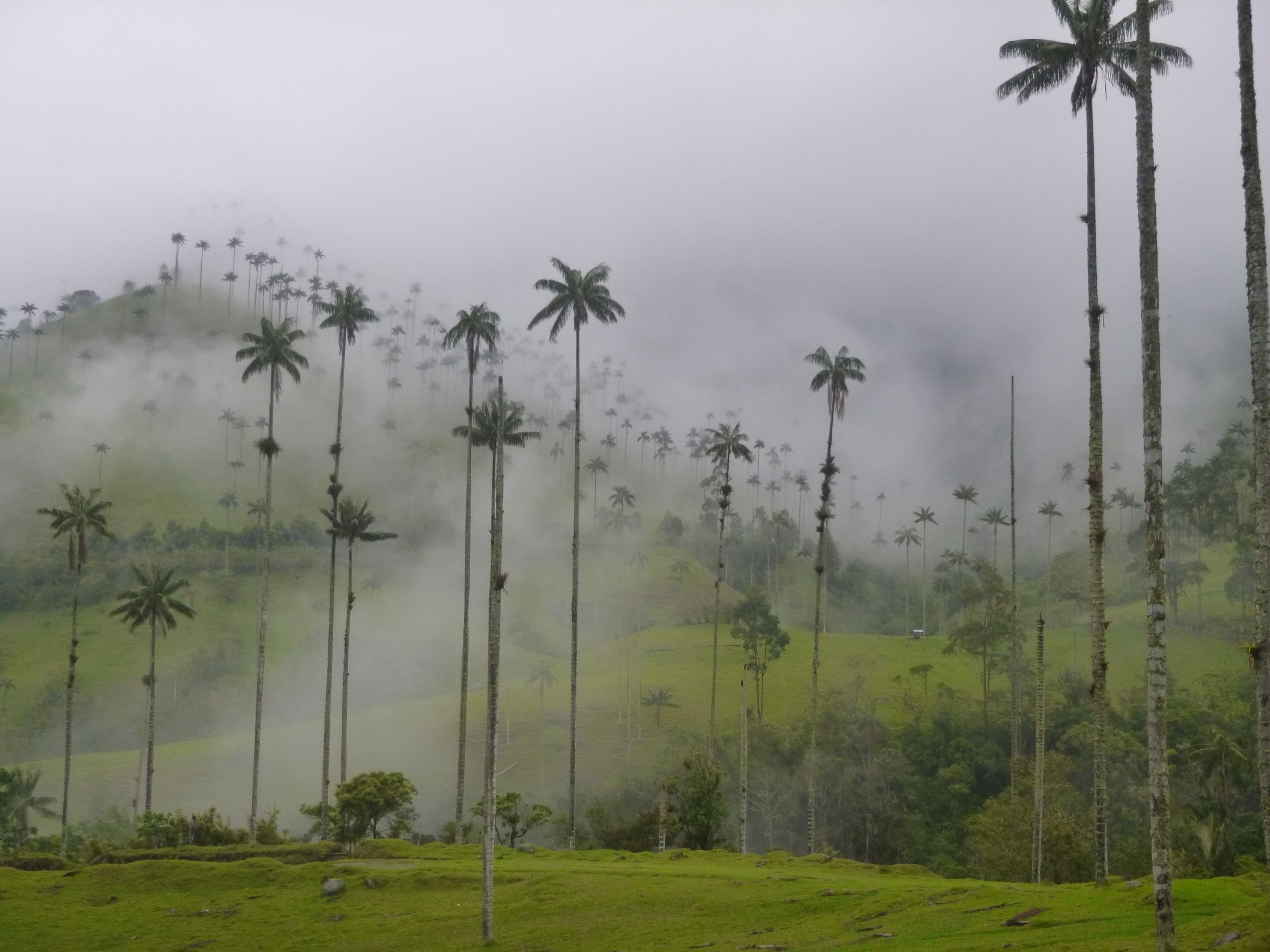 Kolumbien, von den Anden bis zur Karibikküste - Cocora-Tal und Acaime-Reservat - Vallée du Cocora et réserver Acaime