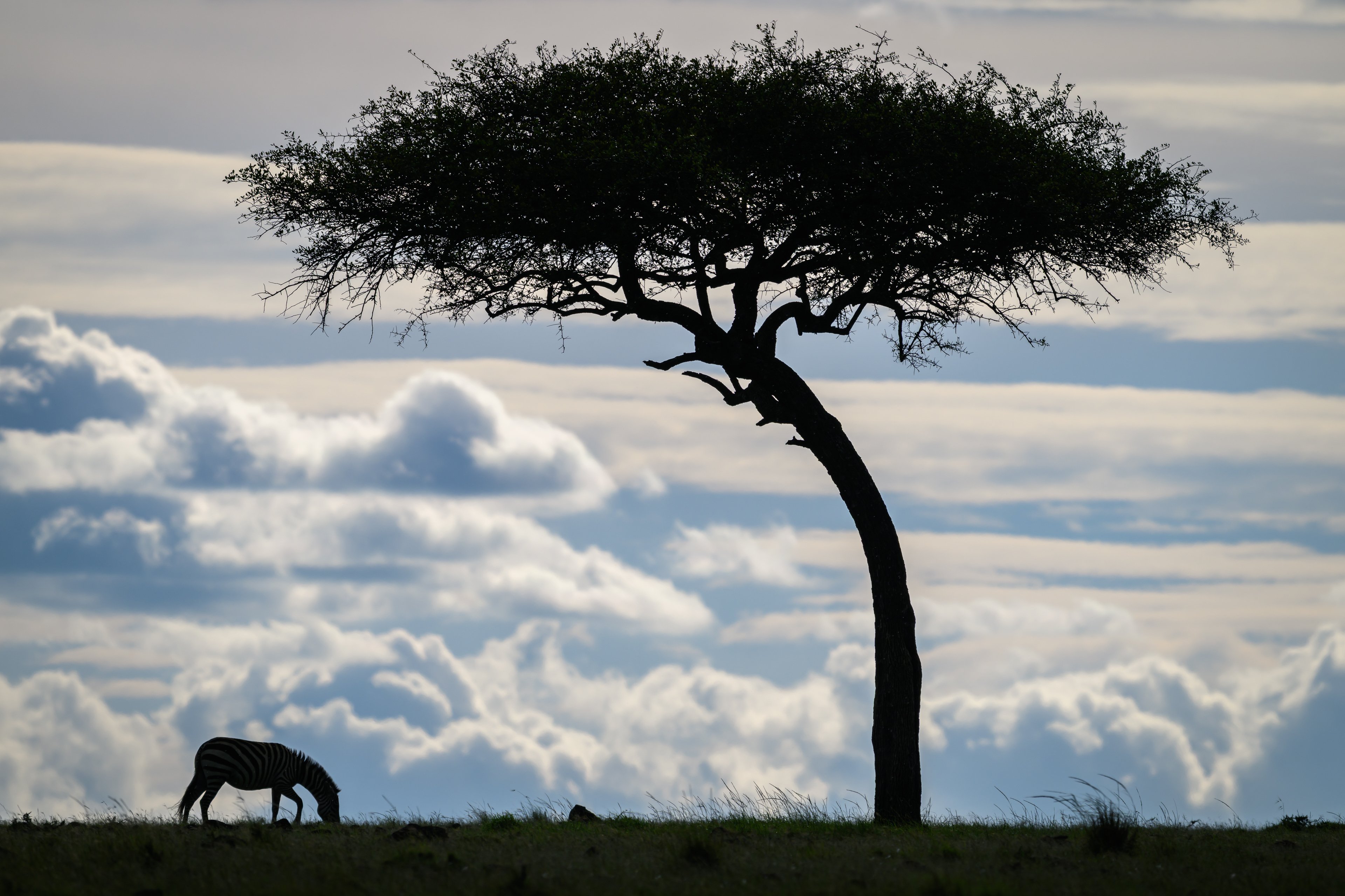 Classic 8-day safari in Kenya - Lake Nakuru National Park - Maasai Mara - Foto del giorno