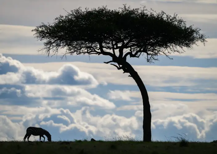 Classic 8-day safari in Kenya - Lake Nakuru National Park - Maasai Mara - Foto del giorno