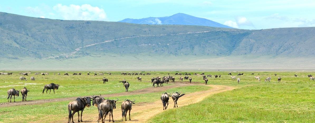 4-Day Northern Tanzania Wildlife Budget Safari with Cultural Experiences - Drive to Ngorongoro Conservation for a crater tour. - bbd0631cfd0ad1f562082cfcb0c1f015