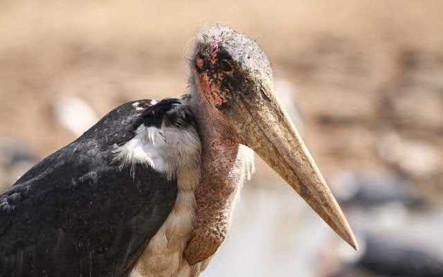 11-tägige Serengeti-, Maasai Mara-, Tarangire-, Amboseli-Park
