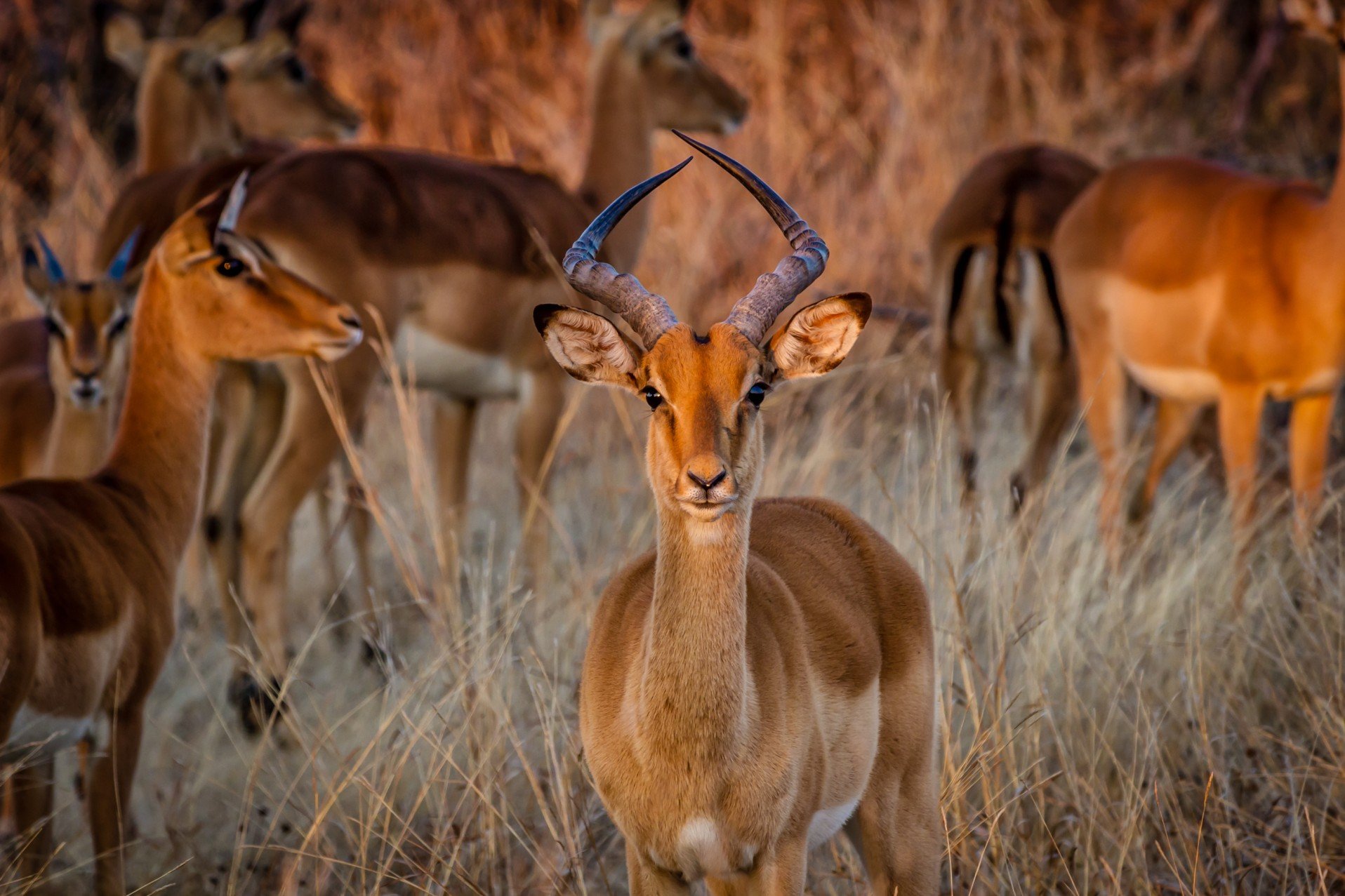 Geleide rondreis - De hoogtepunten van Zimbabwe - Nationaal park Hwange - Parc national de Hwange