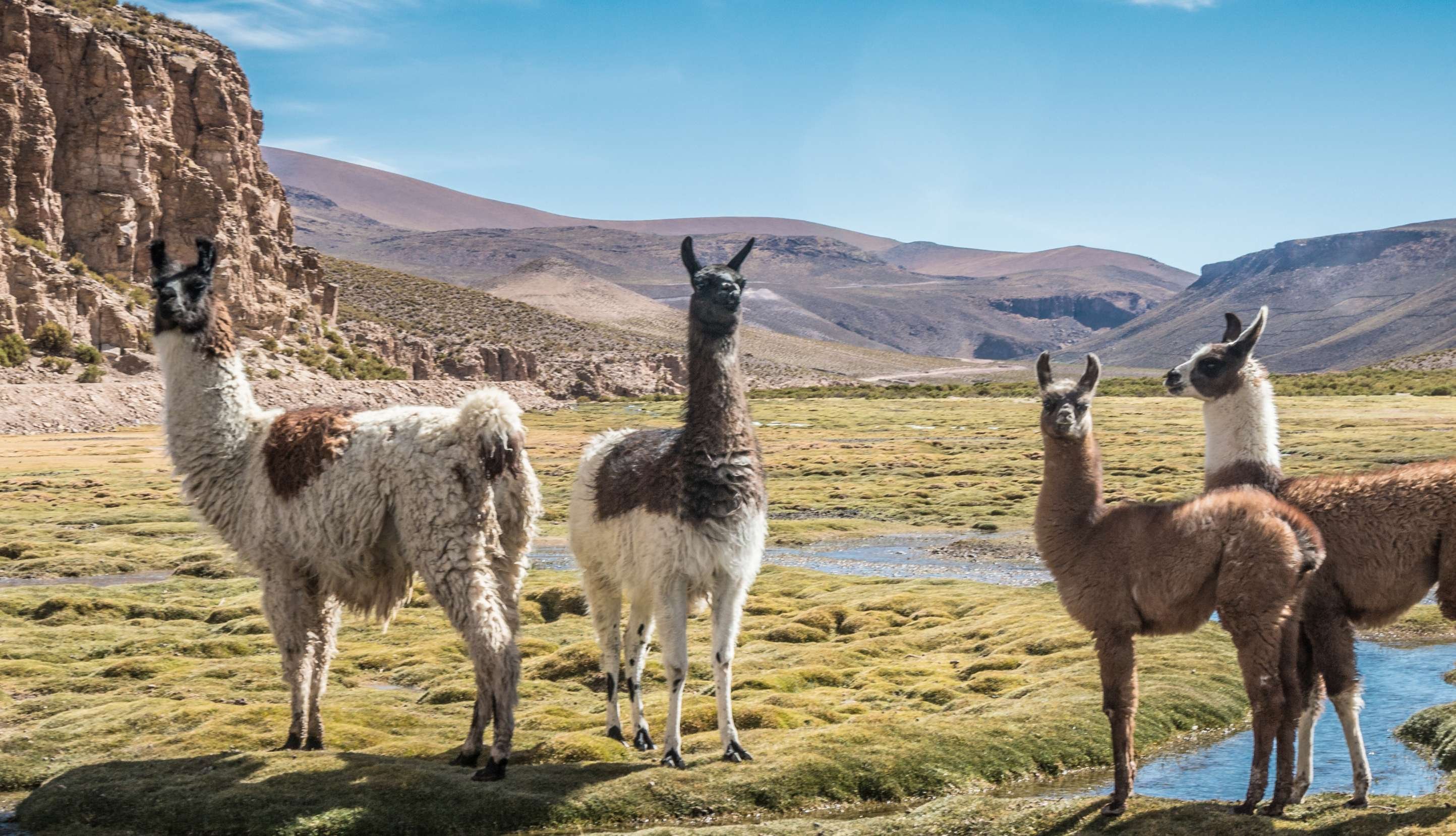 Leef mijn leven als Andin: alles is mogelijk, niets is zeker. - Tuni - Tuni