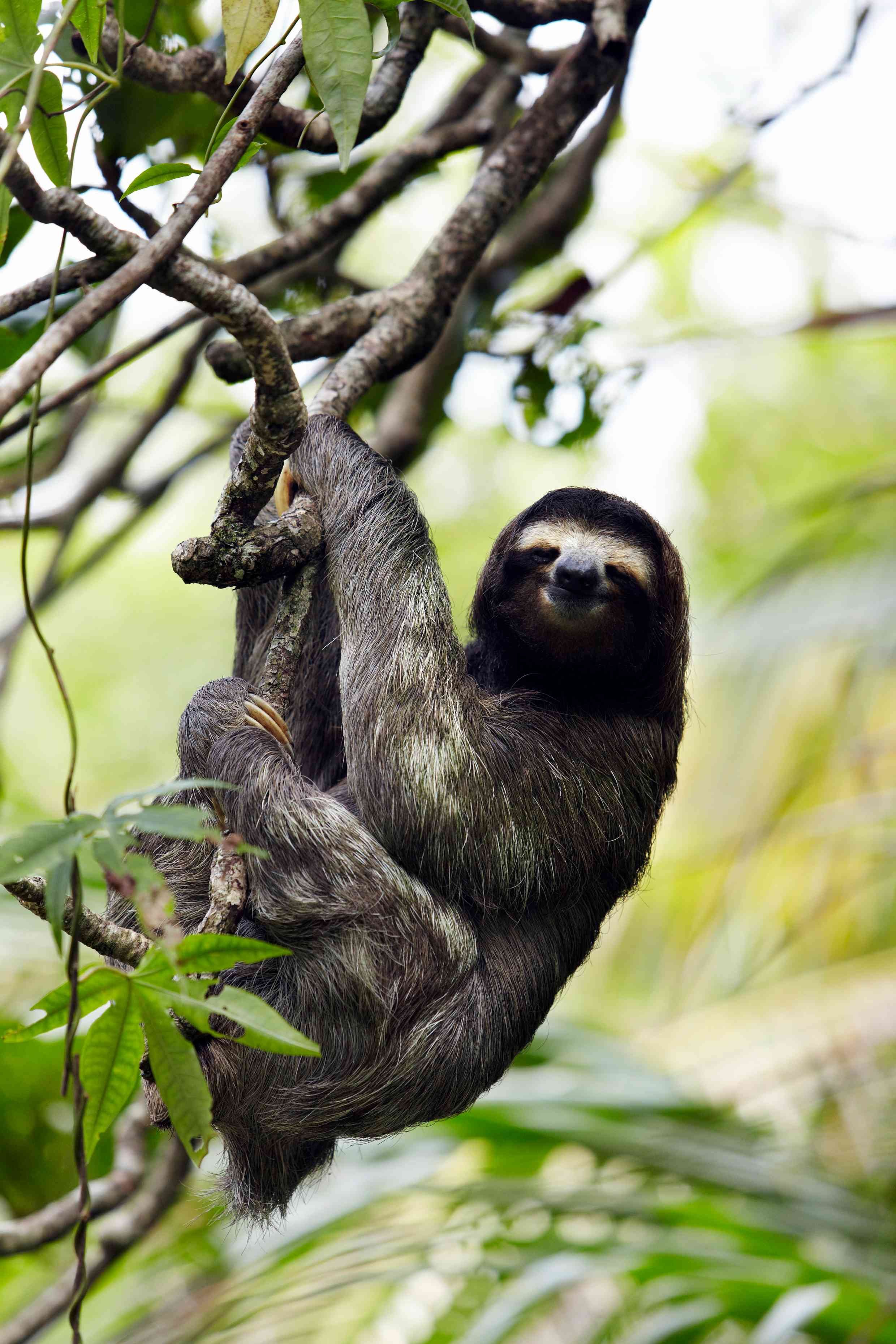 Gran Tour en el país del oro verde - Orosi - Cahuita (3h30) - Orosi - Cahuita (3h30)