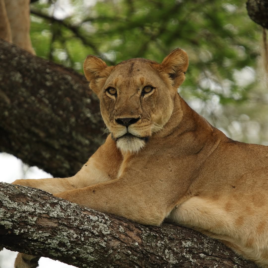 Safari Trésor de Tanzanie de 6 jours - Parc national du Serengeti - FB - Photo du jour