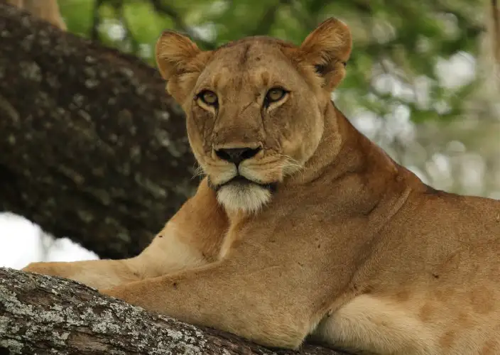 6 Días Tesoro de Tanzania Safari - Parque Nacional del Serengeti - FB - Foto del día