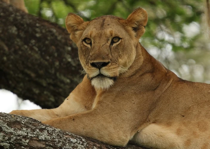 6 Days Treasure of Tanzania Safari - Serengeti National Park - FB - Photo of the day