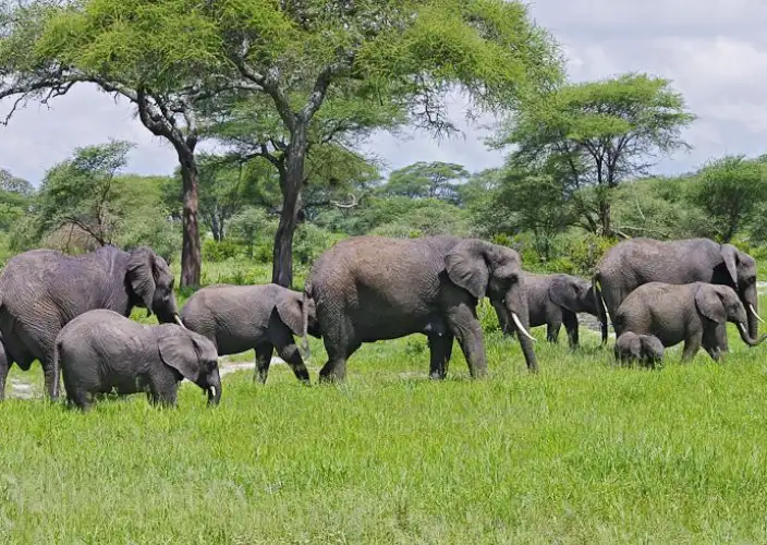 7 Tage Der Kreis des Lebens: Ein Kalbungs-Safari-Erlebnis - Serengeti zum Ngorongoro-Schutzgebiet - Tagesfoto