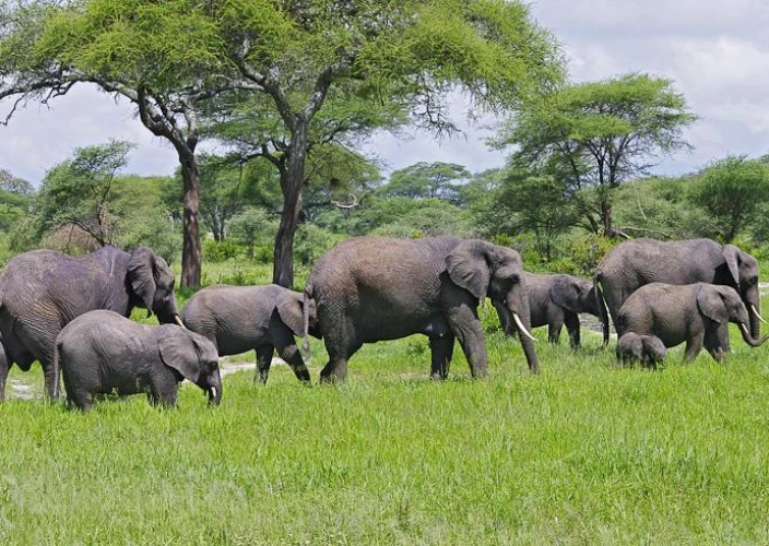 7 Dagen The Circle of Life: Een Calving Safari Ervaring - Serengeti naar Ngorongoro Conservation Area - Foto van de dag