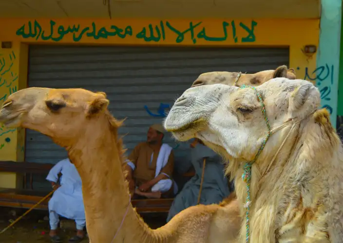 Cairo & Dahabeya Cruise (Luxor – Aswan) - Maniha – Kom Ombo – Aswan - Dromadaires