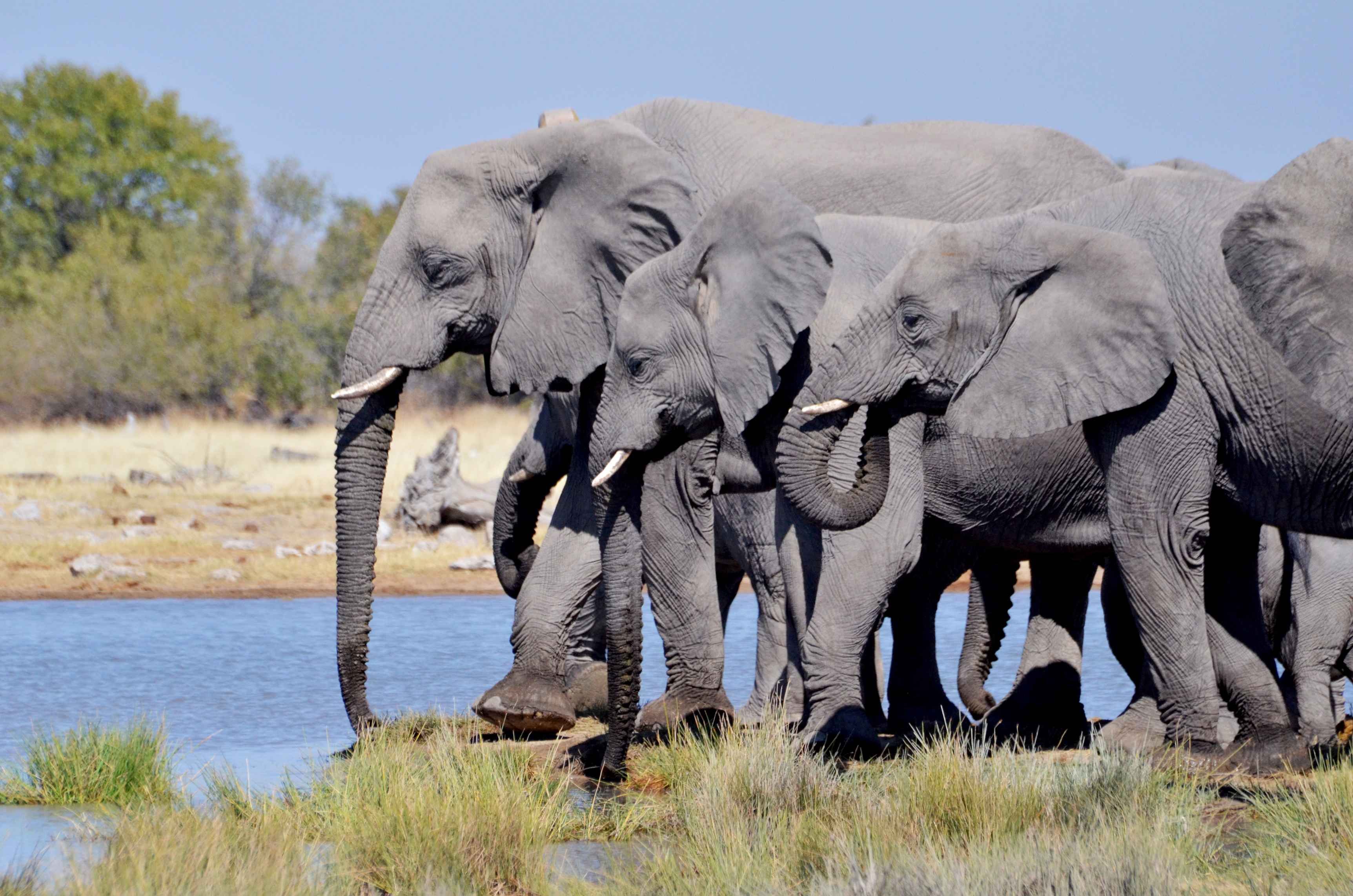 Das authentische Namibia - Etosha Süd - Etosha Sud