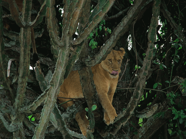 Safari de 10 jours de trekking avec les gorilles et d'observation de la faune en Ouganda