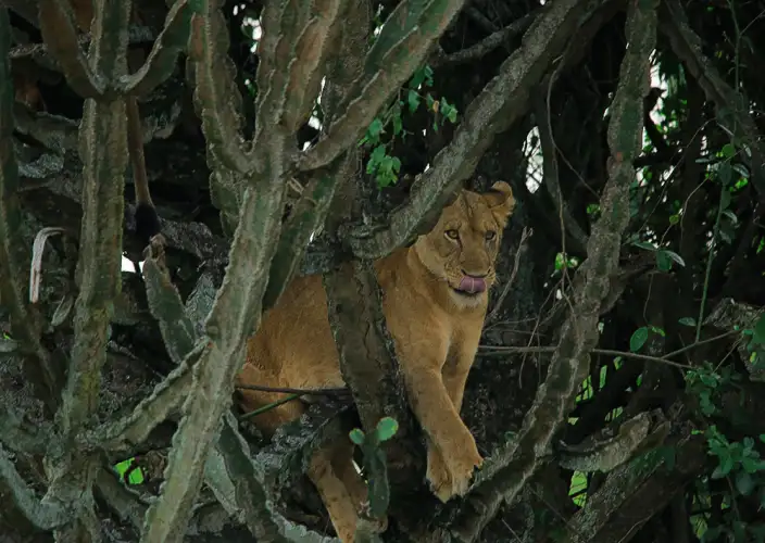 10-daagse gorilla trekking en wildlife safari in Oeganda - Ishasha boomklimmende leeuwen en transfer naar het Bwindi Impenetrable Forest - Photo of the day
