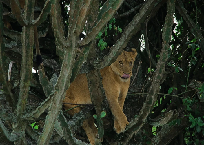 Safari di 10 giorni per il trekking dei gorilla e la fauna selvatica in Uganda - Leoni arrampicatori di alberi di Ishasha e trasferimento alla Foresta Impenetrabile di Bwindi - Foto del giorno
