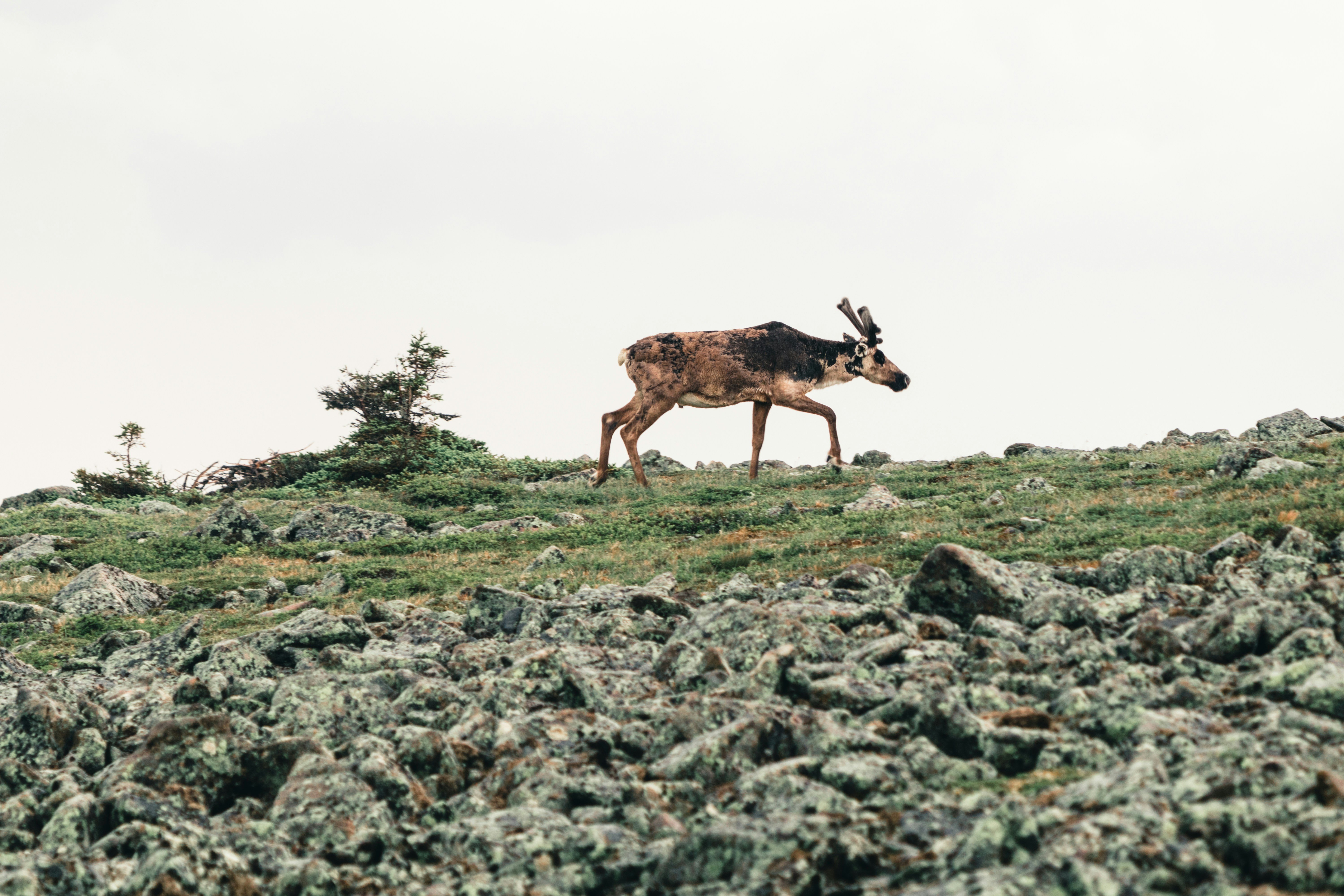Discovery of Canada - Gaspésie National Park, a playground for hikers - Photo of the day