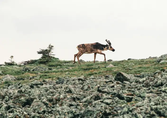 Discovery of Canada - Gaspésie National Park, a playground for hikers - Photo of the day