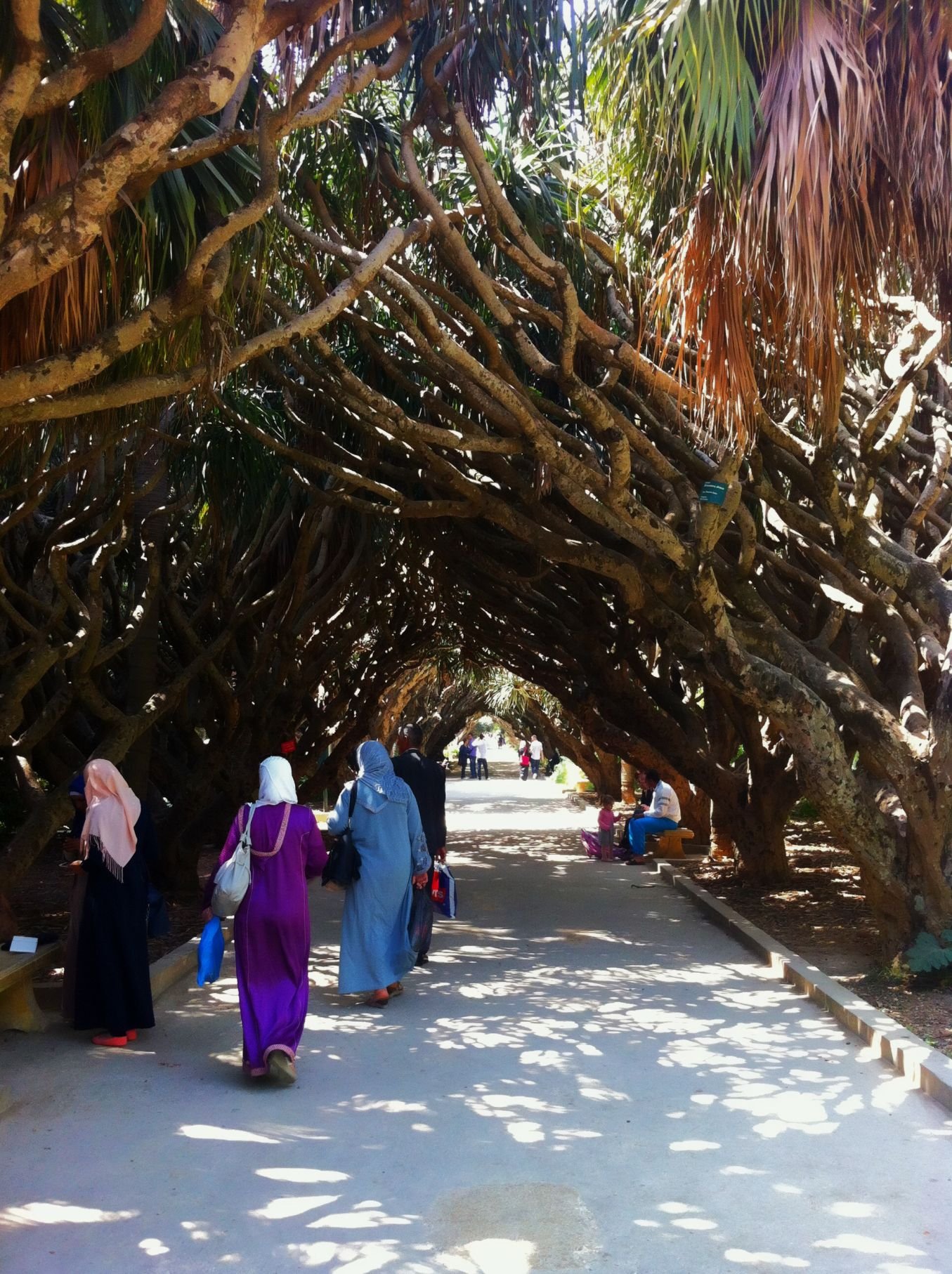 Circuit of the Oases of Algeria - Jardin d'Essai and return flight - Jardin d'Essai et vol retour
