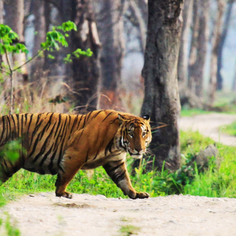 Pench and Kanha Tiger Reserves: Experience the Best Tiger Safaris in India