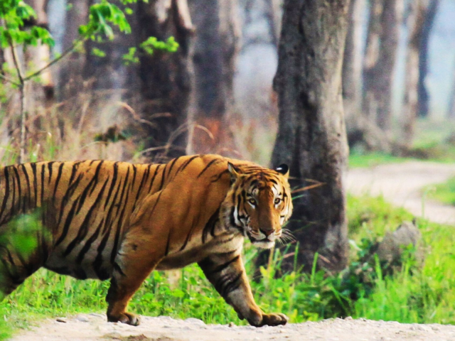 Reservas de Tigres de Pench e Kanha: Experimente os Melhores Safáris de Tigres na Índia