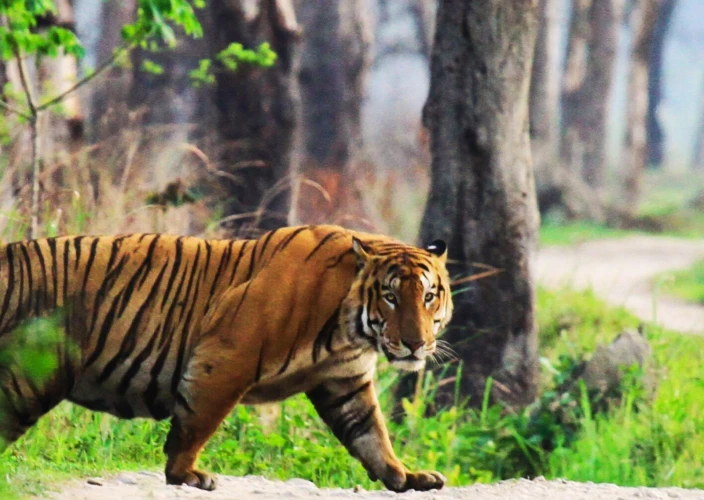 Pench- und Kanha-Tigerreservate: Erleben Sie die besten Tigersafaris in Indien - Flughafentransfer. Die erste Safari im Kanha-Tiger-Reservat - Tagesfoto