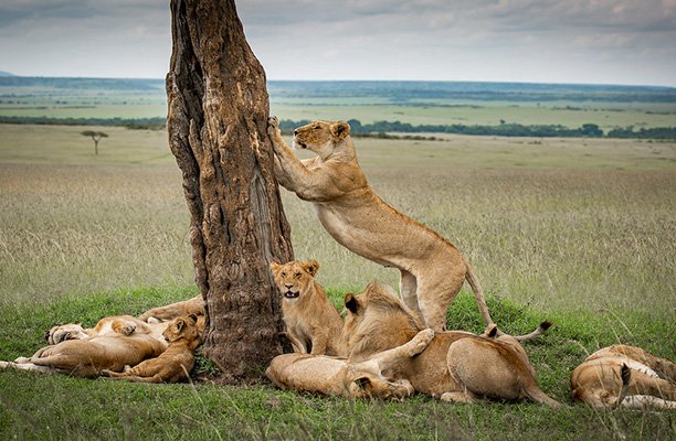 Sé testigo del Cruce del río Mara en el Serengeti - Serengeti Central a Serengeti Norte, Kogatende - Foto del día