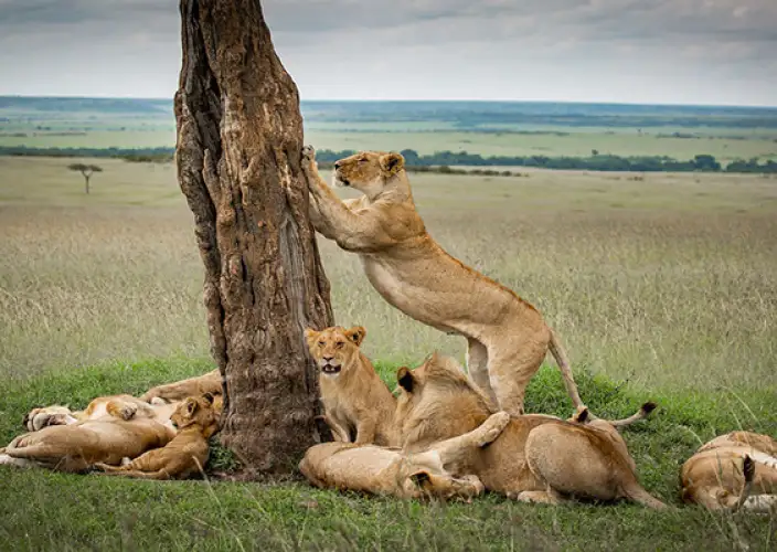 Sé testigo del Cruce del río Mara en el Serengeti - Serengeti Central a Serengeti Norte, Kogatende - Foto del día