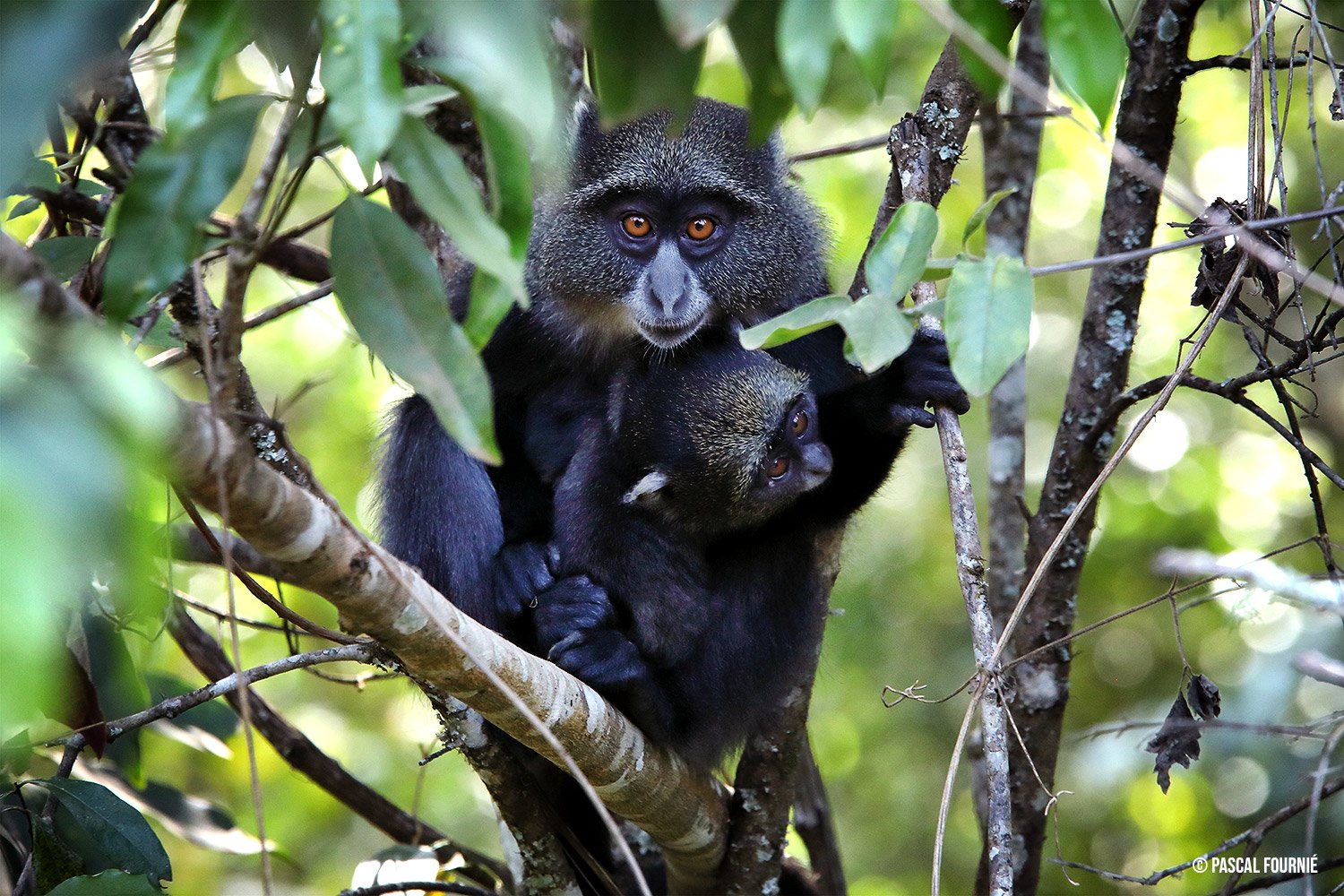 Tanzania Safari Esencial - Parque Nacional de Arusha - Photo du jour