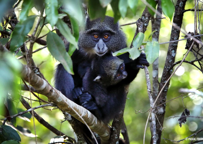 Tanzanie Safari Essentiel - Parc national d'Arusha - Photo du jour