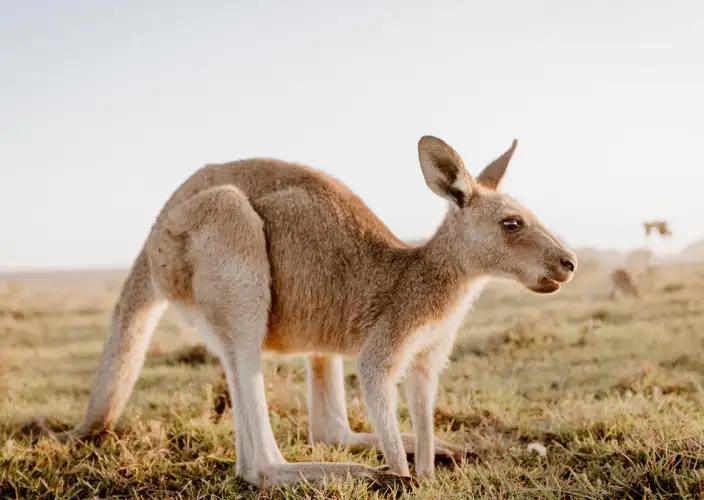 Location de van aménagé - La magique côte sud de la Nouvelle-Galles du Sud - Puissant Mollymook - Photo du jour