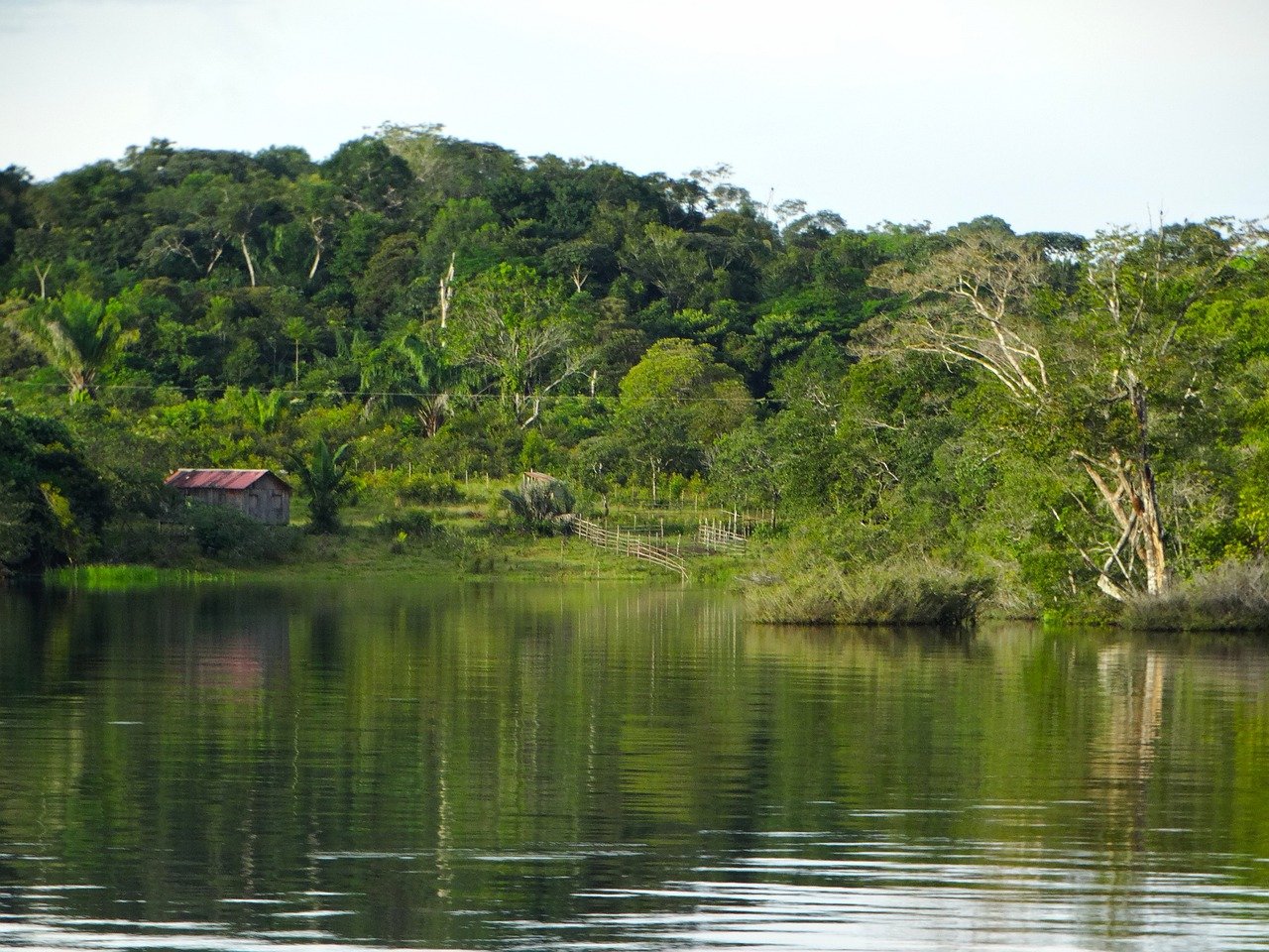 Estancia de 5 días en la Amazonía, en la magnífica reserva de Cuyabeno. - Comunidad indígena, Laguna Grande e Igapó. - Communauté indigène, Laguna Grande et Igapó