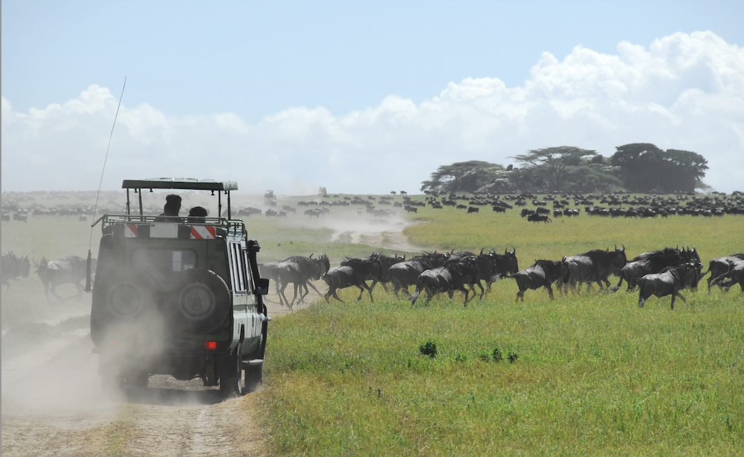 Safári Atemporal na Tanzânia & Escapada a Zanzibar - Viagem ao Parque Nacional do Serengeti - Foto do dia