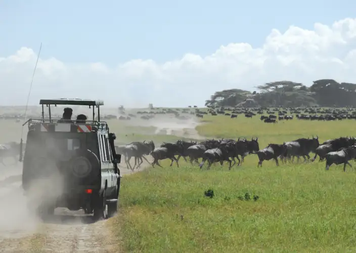 Safári Atemporal na Tanzânia & Escapada a Zanzibar - Viagem ao Parque Nacional do Serengeti - Foto do dia