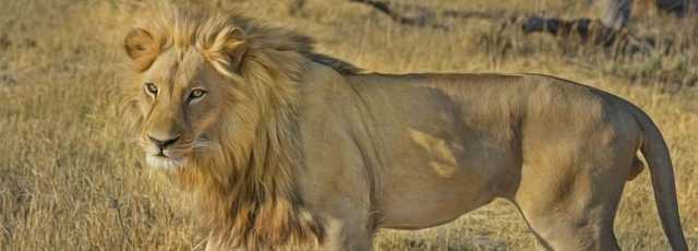 Het essentiële van Zuid-Afrika