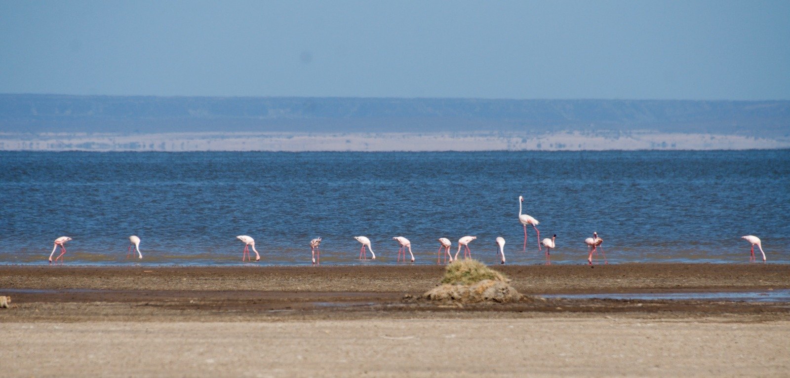 Djibouti: tra mare e montagna - Alba e fenicotteri rosa al lago Abé - Lever du soleil et flamants roses au Lac Abé