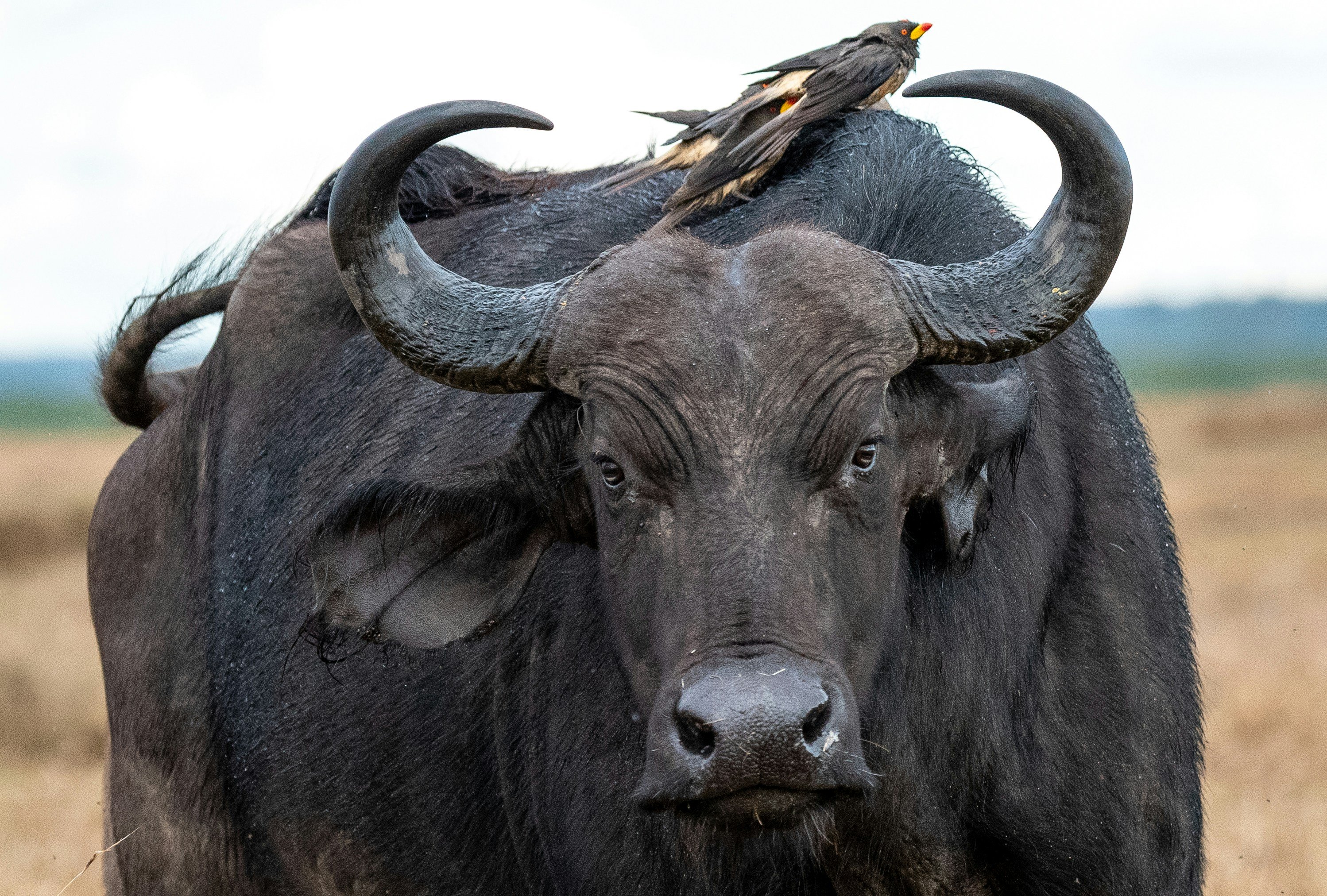 Pegadas dos Big Five - Cratera de Ngorongoro – Safari de Exploração da Cratera - Foto do dia