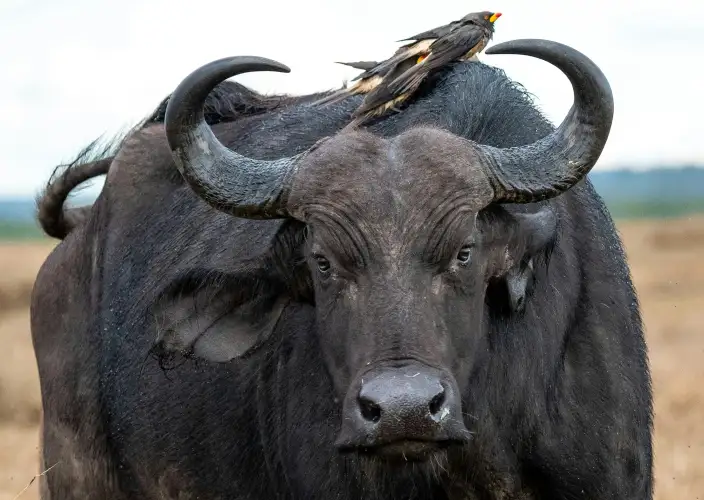 Sur les traces des Big Five - Cratère du Ngorongoro – Safari d’exploration du cratère - Photo du jour