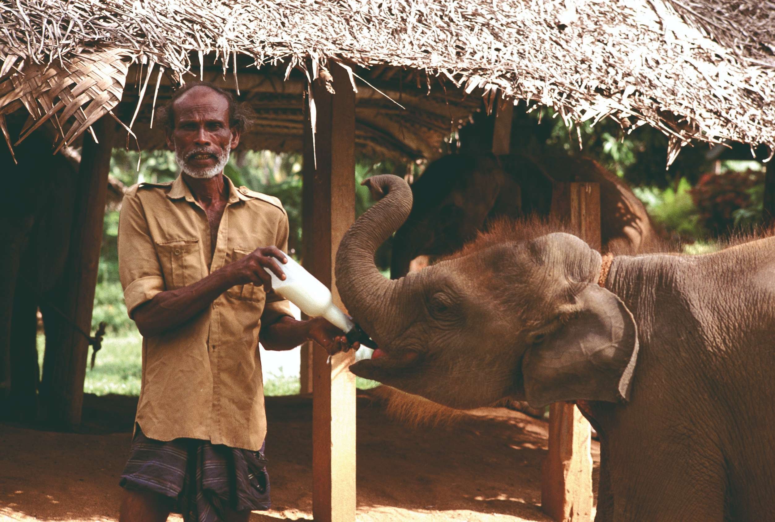 17 días descubriendo el auténtico Sri Lanka - Morawaka Udawalawe - Morawaka Udawalawe