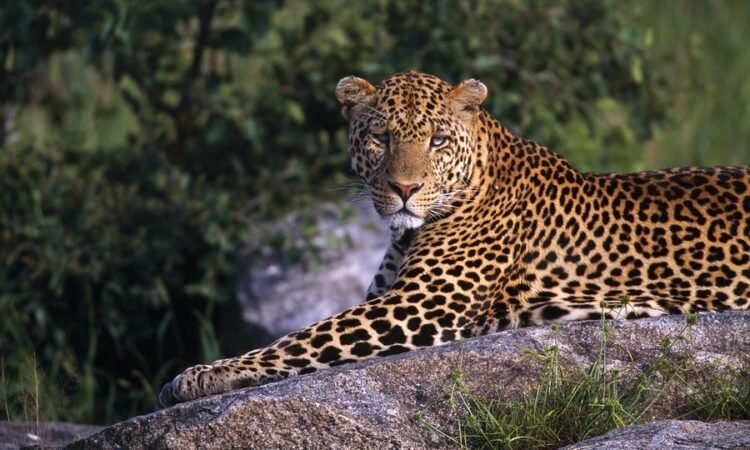 Safari Trésor de Tanzanie de 6 jours - Ville de Karatu - PN du Serengeti - FB - Photo du jour