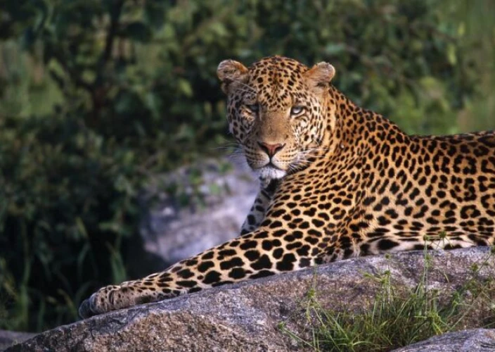 6 Days Treasure of Tanzania Safari - Karatu Town - Serengeti NP - FB - Photo of the day