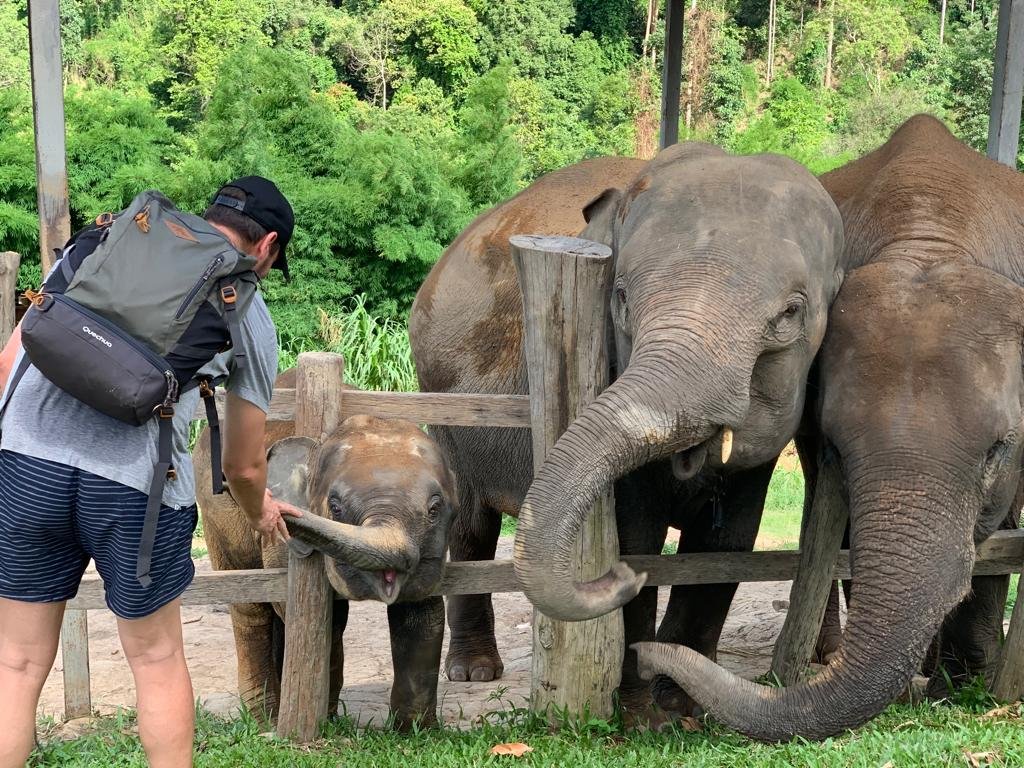 Thailand: essentials en jungles van Kanchanaburi - Chiang Mai. Bezoek aan het olifantenopvangcentrum - Foto van de dag