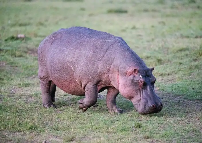 14 Días de Safari y Arena: La Escapada de Luna de Miel en Tanzania - null - Foto del día