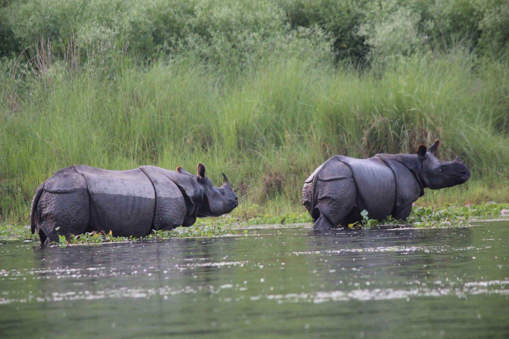 Best of Nepal and Bhutan Tour - Drive to Chitwan & Jungle Activities
Distance: 175 km | Duration: ~6.5 hours - Photo of the day