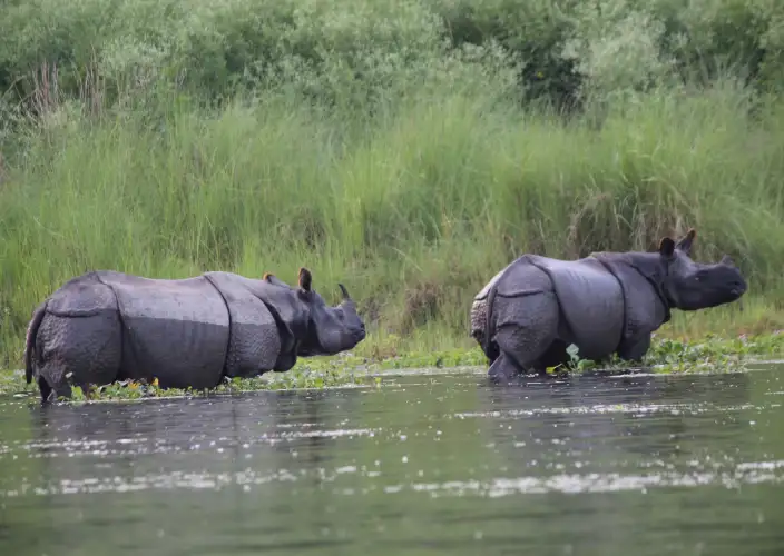 Best of Nepal and Bhutan Tour - Drive to Chitwan & Jungle Activities
Distance: 175 km | Duration: ~6.5 hours - Photo of the day