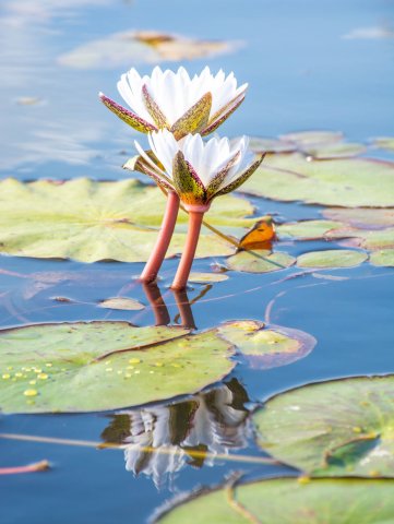 Cataratas Vitória & Botswana