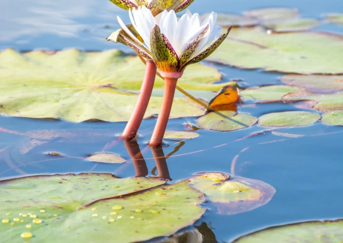 Cataratas Vitória & Botswana - O delta do Okavango, uma experiência única - Foto do dia